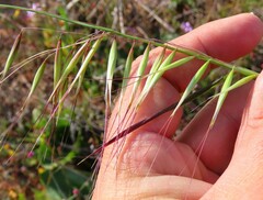 Avena barbata