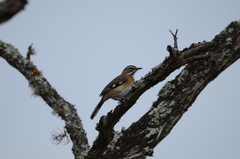 Cercotrichas quadrivirgata