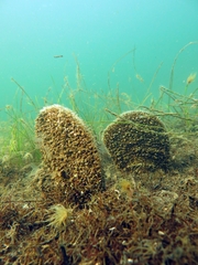 Pinna nobilis