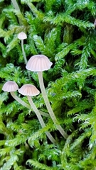 Mycena epipterygia