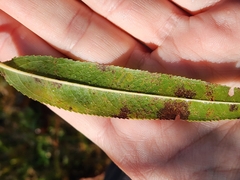 Stigmella salicis
