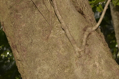 Chionanthus quadristamineus