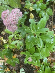 Hylotelephium maximum × spectabile