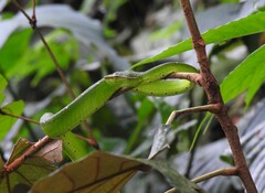 Tropidolaemus subannulatus