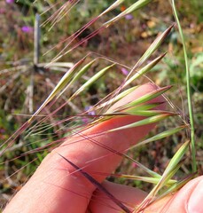 Avena barbata