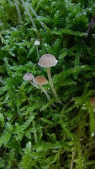 Mycena epipterygia