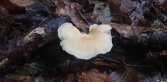 Panellus pusillus