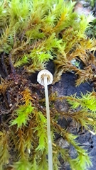 Mycena epipterygia