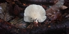 Panellus pusillus