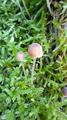 Mycena epipterygia