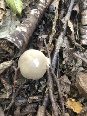 Tylopilus felleus