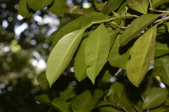 Chionanthus quadristamineus
