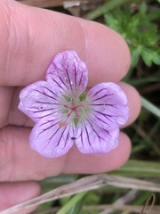 Geranium hayatanum