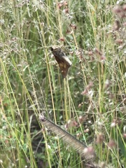 Lon melane vitellina