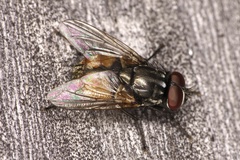 Musca autumnalis