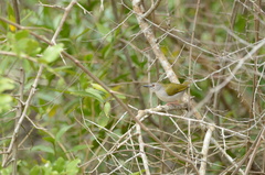 Camaroptera brachyura
