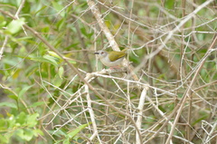 Camaroptera brachyura