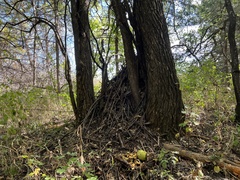 Neotoma floridana