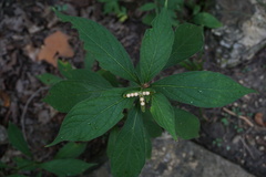 Hybanthus concolor