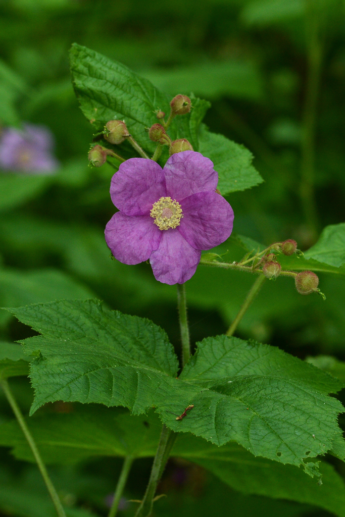 purple-flowered raspberry from Kitchener, Ontario on July 13, 2018 at ...