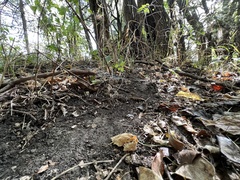 Neotoma floridana