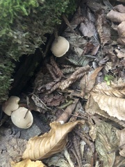 Tylopilus felleus