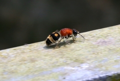 Trogaspidia lingnani