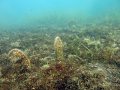 Pinna nobilis