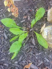 Lactuca virosa