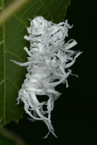 Butternut Woollyworm Sawfly photo 2