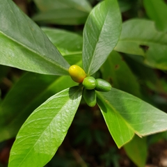 Wikstroemia ridleyi