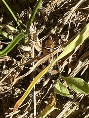 Nomophila nearctica