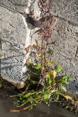 Rumex hydrolapathum