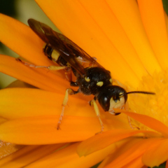 Cerceris rybyensis