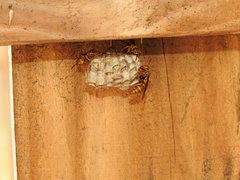 Polistes dorsalis dorsalis