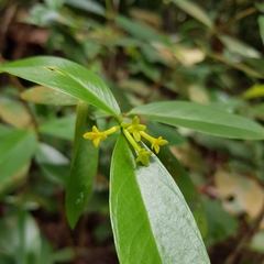 Wikstroemia ridleyi