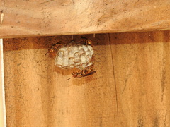 Polistes dorsalis dorsalis