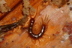 Lithobiidae