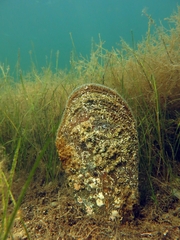 Pinna nobilis