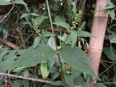 Achyranthes japonica