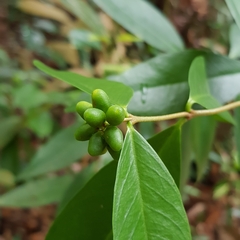 Wikstroemia ridleyi