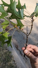 Quercus shumardii