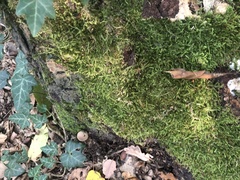 Brachythecium rutabulum