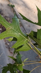 Quercus shumardii