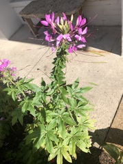 Cleome houtteana