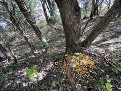 Neotoma floridana