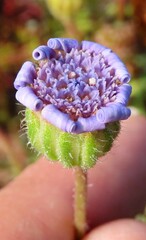 Felicia heterophylla