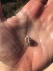 Pusula solandri