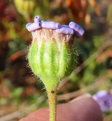 Felicia heterophylla