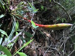 Tillandsia tricolor